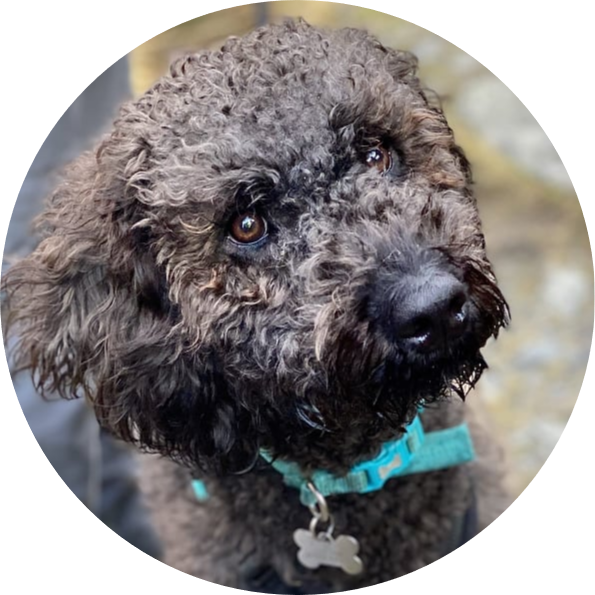 Testimonials Oxford Dog Training Company