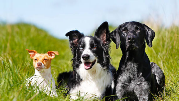 Purebred dog outdoors on a sunny summer day.